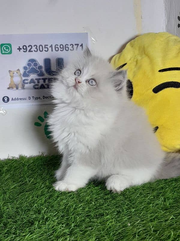 Ragdoll kitten |Triple coated kitten |Eyes color blue/ 7