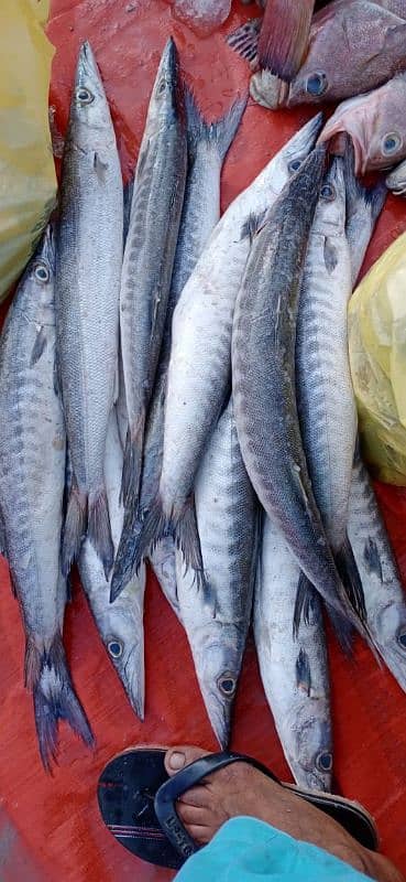 available fish and pori 11