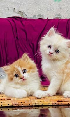 quality Persian panch face cate & kittan male female both available h