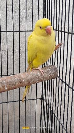 beautiful parrot avail