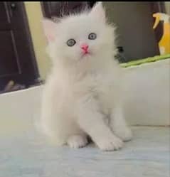 persian little cat