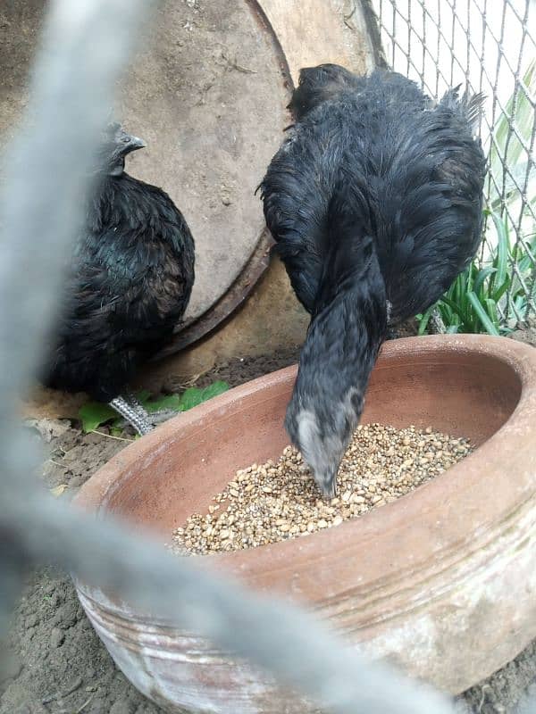 ayam cemani 4