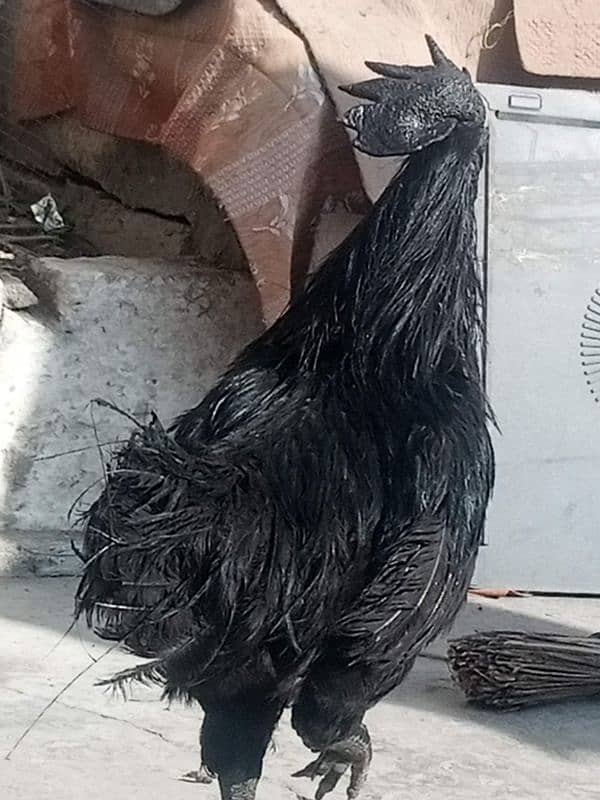 ayam cemani 7