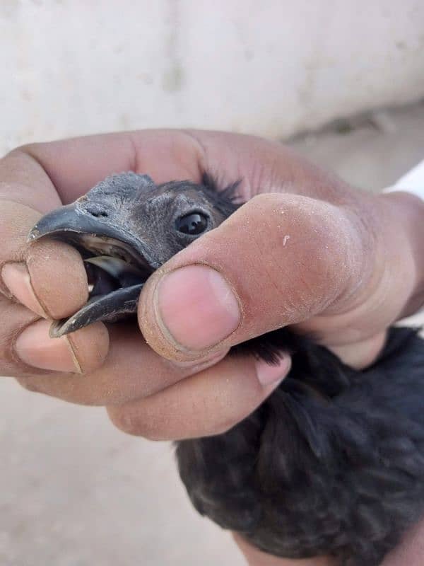 ayam cemani 9