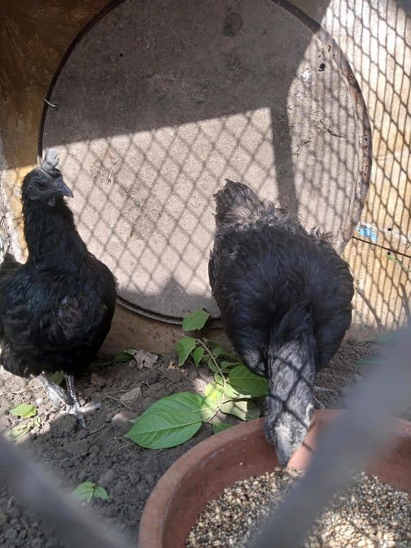 ayam cemani 10