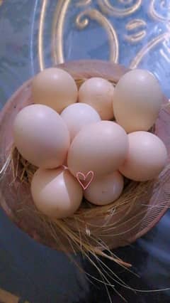 Paper White Heera Fertile Eggs