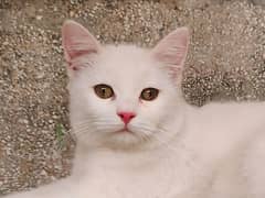 turkish angora sasti khurak pr