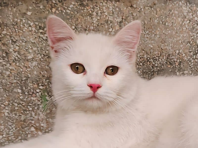 turkish angora sasti khurak pr 0