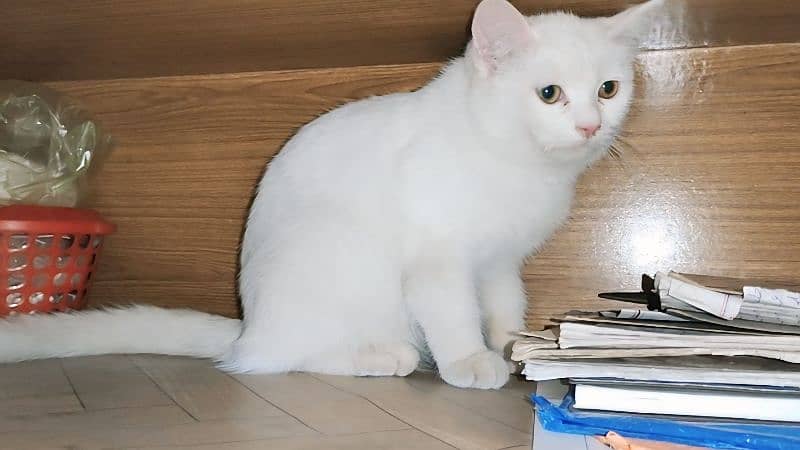 turkish angora sasti khurak pr 1