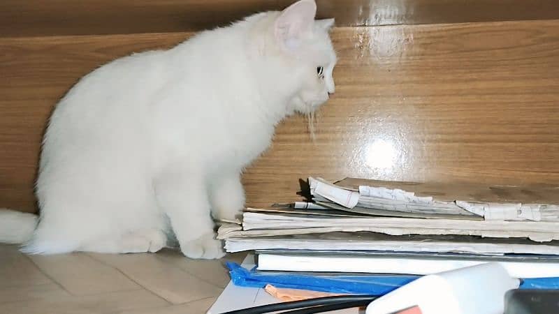 turkish angora sasti khurak pr 2