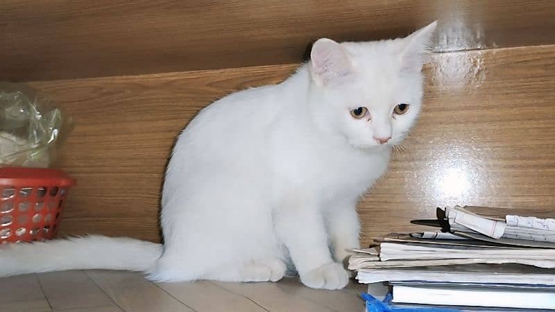 turkish angora sasti khurak pr 3