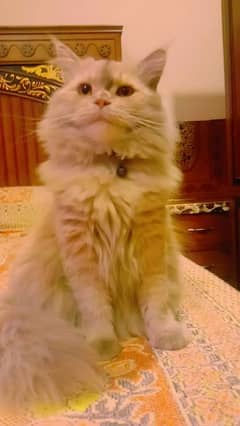 Brown long hair Persian female cat