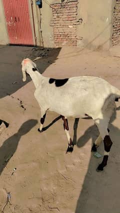 rajanpuri goat