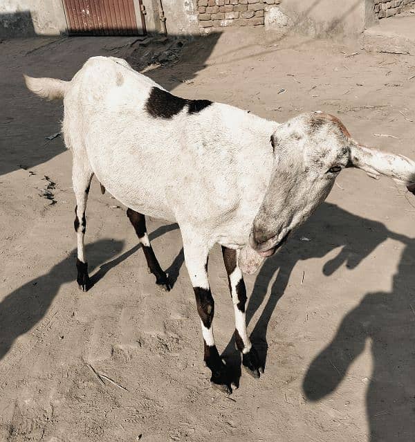 rajanpuri goat 1