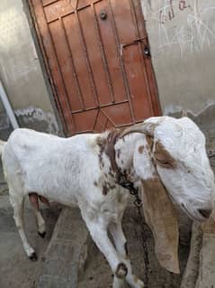 Sindhi bakri