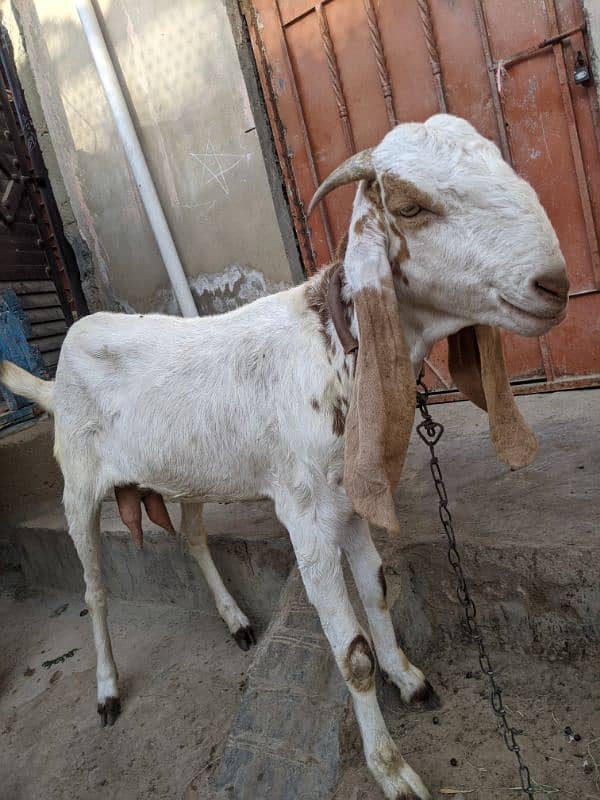 Sindhi bakri 1