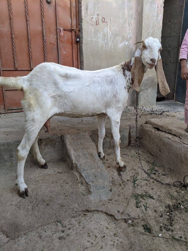 Sindhi bakri 2