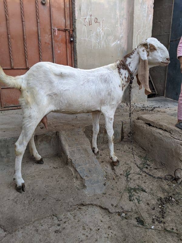 Sindhi bakri 3