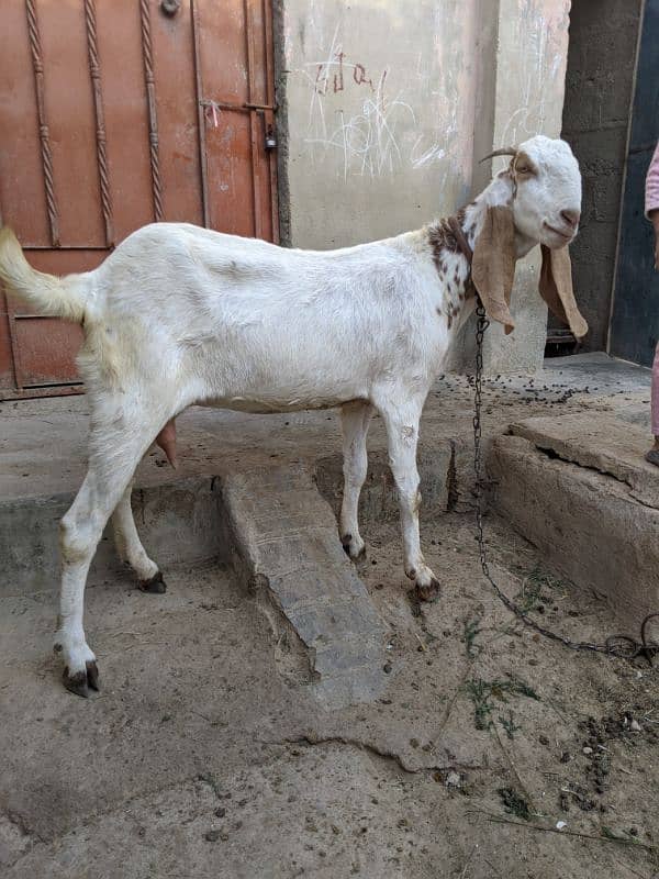 Sindhi bakri 4