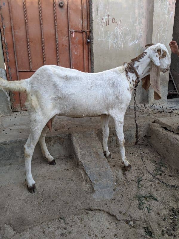 Sindhi bakri 5