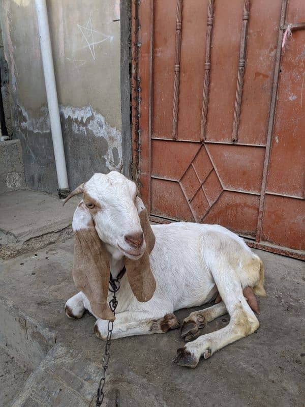 Sindhi bakri 6