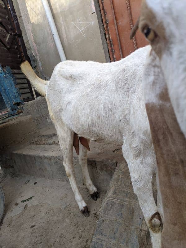 Sindhi bakri 8