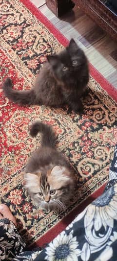 Persian kittens