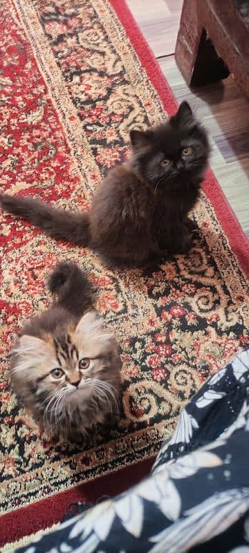 Persian kittens 1