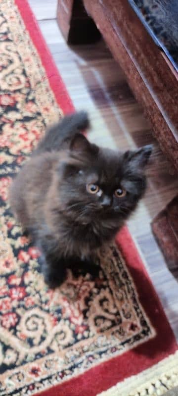 Persian kittens 5