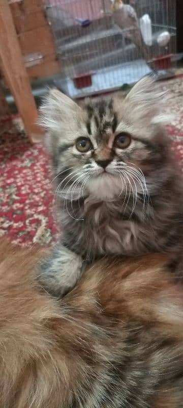 Persian kittens 6