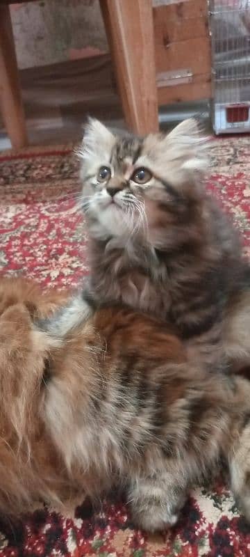 Persian kittens 8