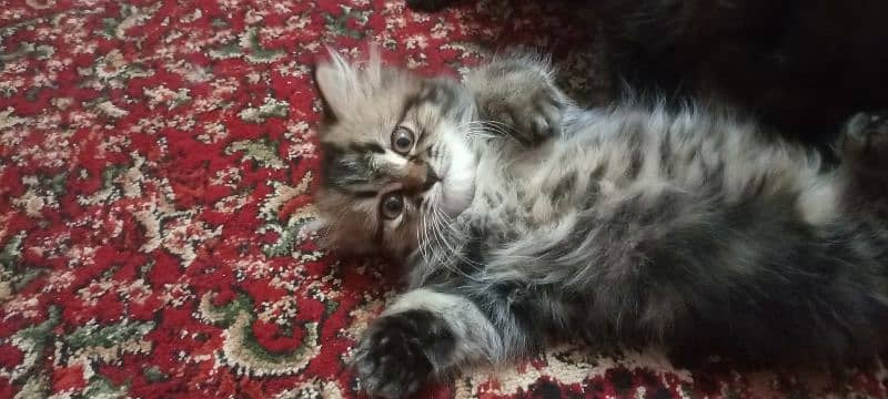 Persian kittens 9