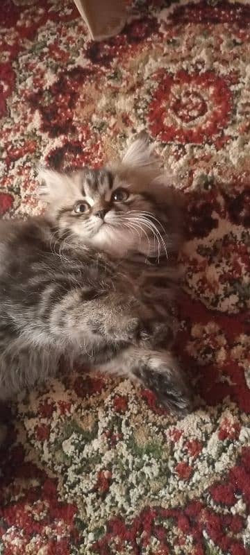 Persian kittens 10