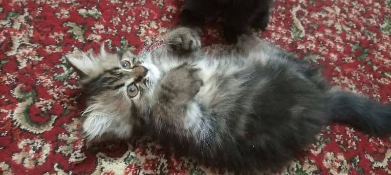 Persian kittens 11