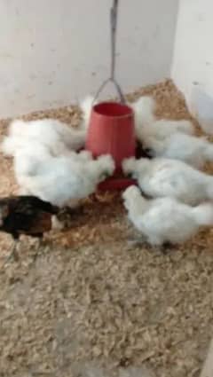 White Silkie Chicks