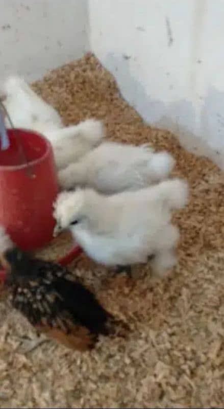 White Silkie Chicks 1