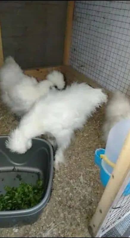 White Silkie Chicks 2