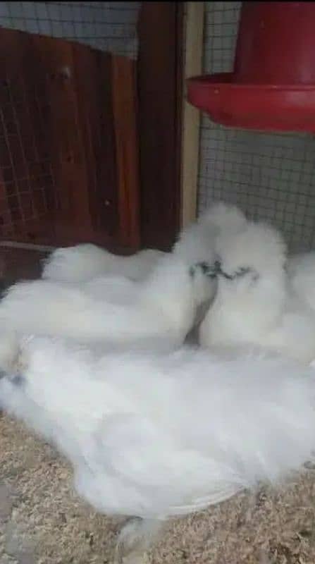 White Silkie Chicks 3