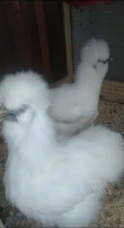 White Silkie Chicks 4