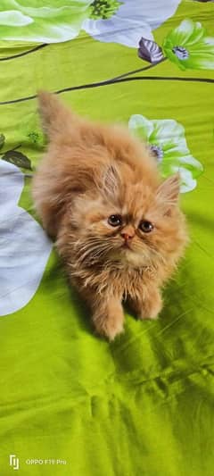 Persian hamalian british punch face piki face cat 03439277208 Whtsapp