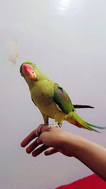 Raw parrot full hand tam and talking 3 year age 0