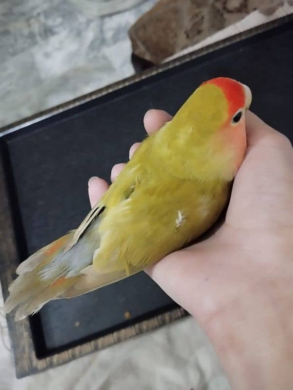 Love bird (Fischer) female 0