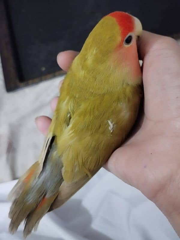 Love bird (Fischer) female 3