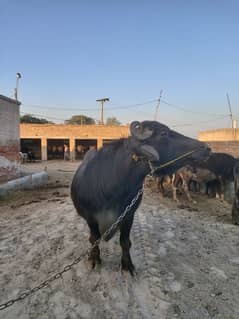 nili raavi Healthy buffalo