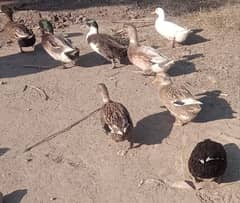 mallard/choti ducks