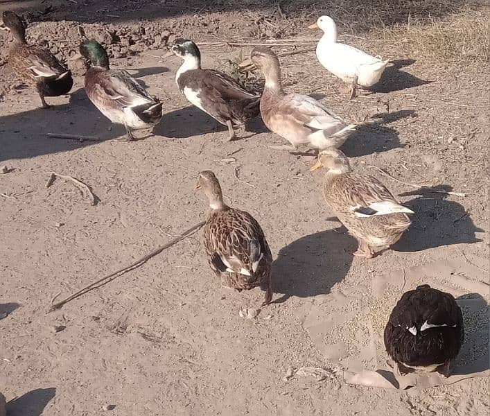 mallard/choti ducks 0