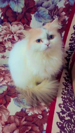 persian female cat