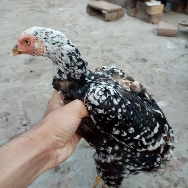 kurak murgi, murga also available and duck for sale 0