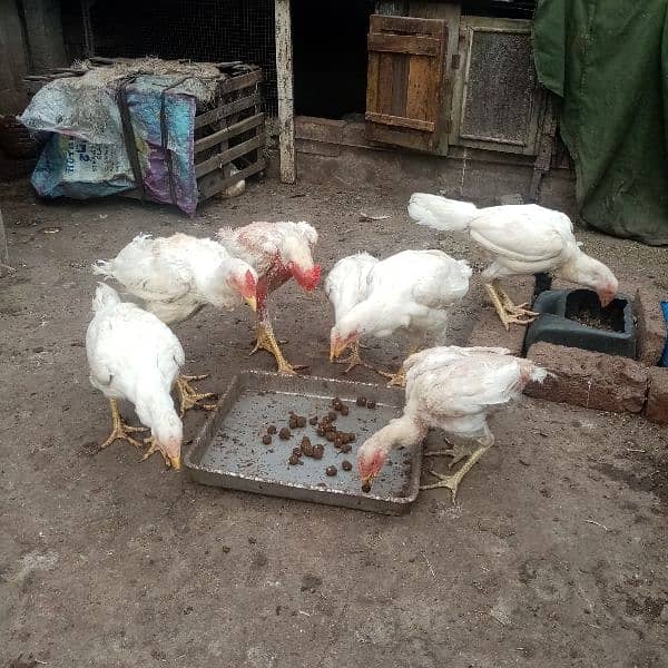 kurak murgi, murga also available and duck for sale 1