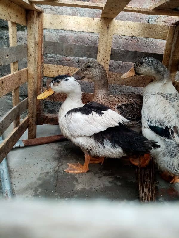 kurak murgi, murga also available and duck for sale 2